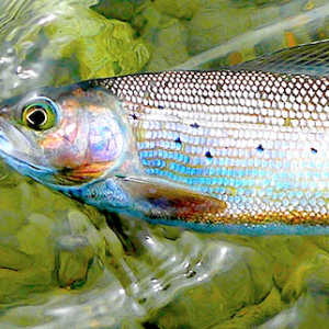 Fishing Grayling Kvichak River Alaska