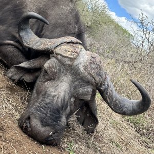 Buffalo Hunt South Africa