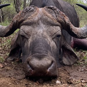 Buffalo Hunt South Africa