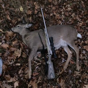 Whitetail Deer Hunt