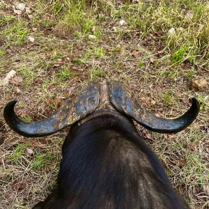 Buffalo Hunt Luangwa Valley Zambia