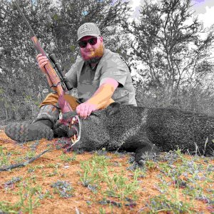 Javelina Hunt Texas