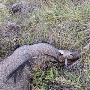 Texas Nilgai Hunt