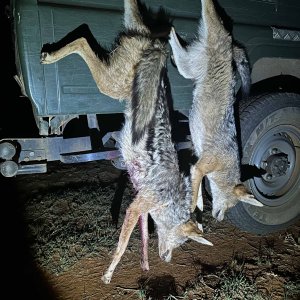 Jackal Hunt South Africa