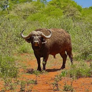 Buffalo South Africa