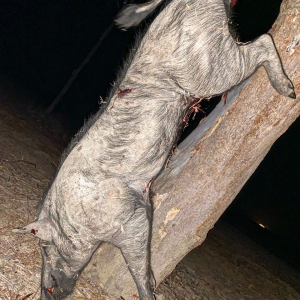 Sugar Cane Boar Hunting Australia