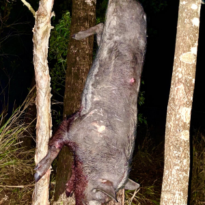 Sugar Cane Boar Hunting Australia