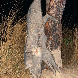 Sugar Cane Boar Hunting Australia