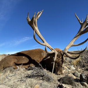 Red Stag Hunt Argentina