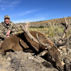 Red Stag Hunt Argentina