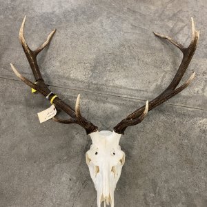 Red Stag Euro Skull