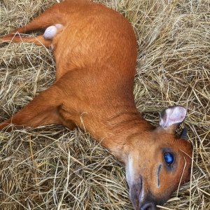 Red Duiker Hunt South Africa