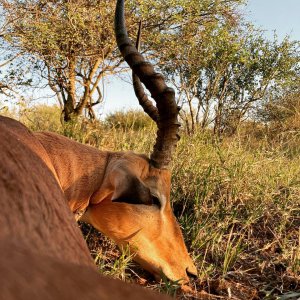 Impala Hunt South Africa