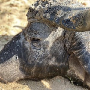 Buffalo Hunt South Africa