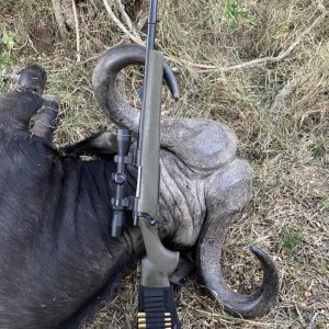 Cape Buffalo Hunt South Africa