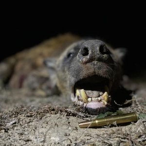 Spotted Hyena Hunt South Africa