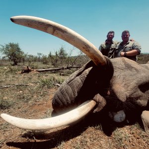 Elephant Hunt South Africa