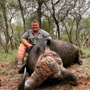 Cape Buffalo Hunt South Africa