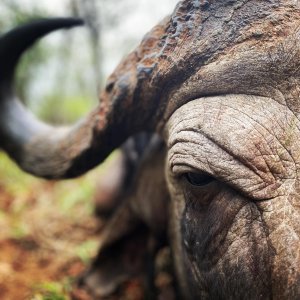 Cape Buffalo Hunt South Africa