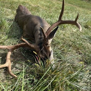 Whitetail Deer Hunt