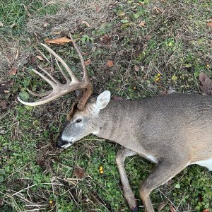 Whitetail Deer Hunt