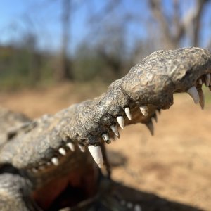 Crocodile Hunting South Africa