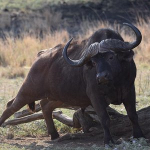 Buffalo Limpopo South Africa