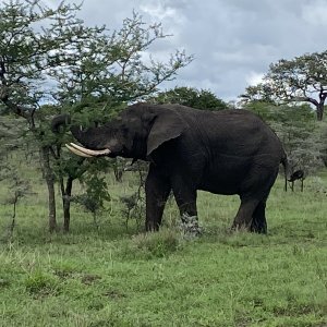 Elephant Tanzania