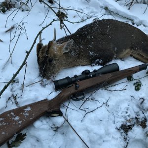 Muntjac Deer Hunt United Kingdom