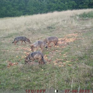 Wolves Romania