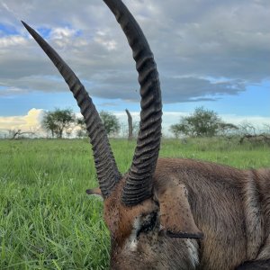 25 Inch Defassa Waterbuck Hunt Tanzania