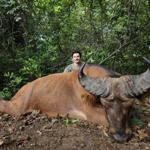 Central Savanna Buffalo Hunt Central African Republic