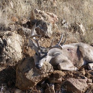 Coues Deer Hunt