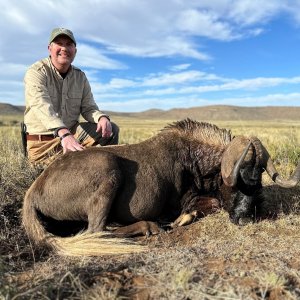 Black Wildebeest Hunting Eastern Cape South Africa