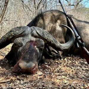 Buffalo Hunting South Africa