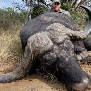 Buffalo Hunting South Africa