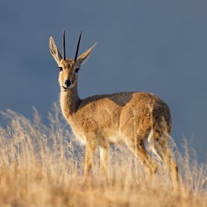 Vaal Reedbuck South Africa