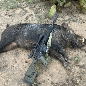 Pig Hunt Texas