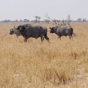 Cape Buffalo South Africa