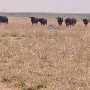 Cape Buffalo South Africa