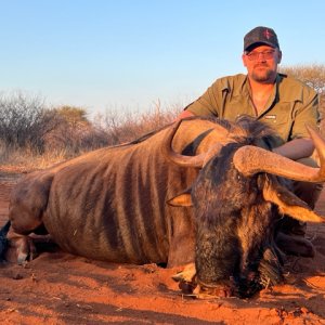 Blue Wildebeest Hunt South Africa