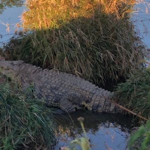 Crocodile South Africa