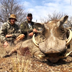 Warthog Hunt South Africa