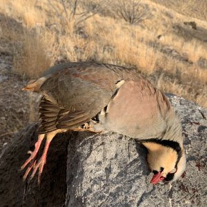 Chukar Partridge Hunt