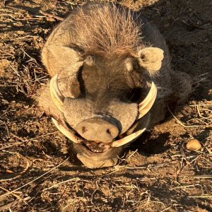 Warthog Hunt Namibia