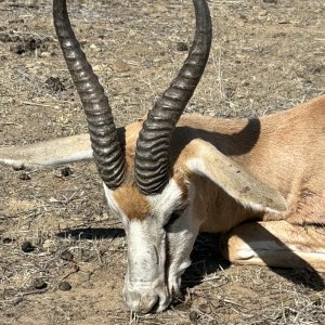 Springbok Hunt Namibia