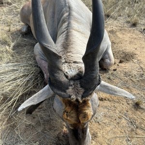 Eland Hunt Namibia