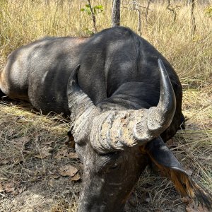 Western Buffalo Hunt Cameroon