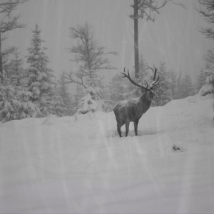 Red Stag Romania