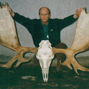 Moose Skull